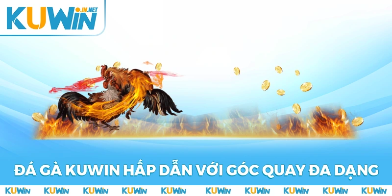 Đá gà KUWIN hấp dẫn với góc quay đa dạng, sắc nét